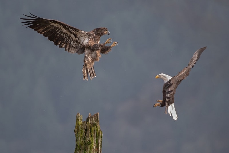 Golden and Bald Eagle