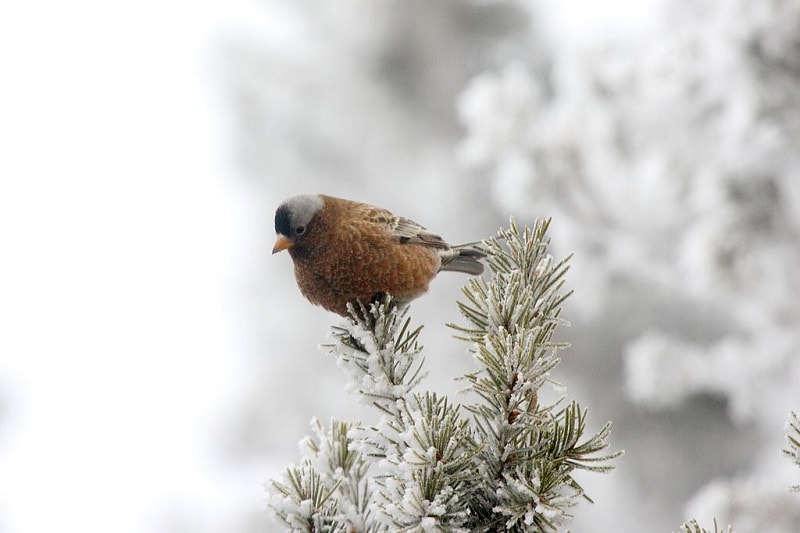 Gray–crowned Rosy Finch