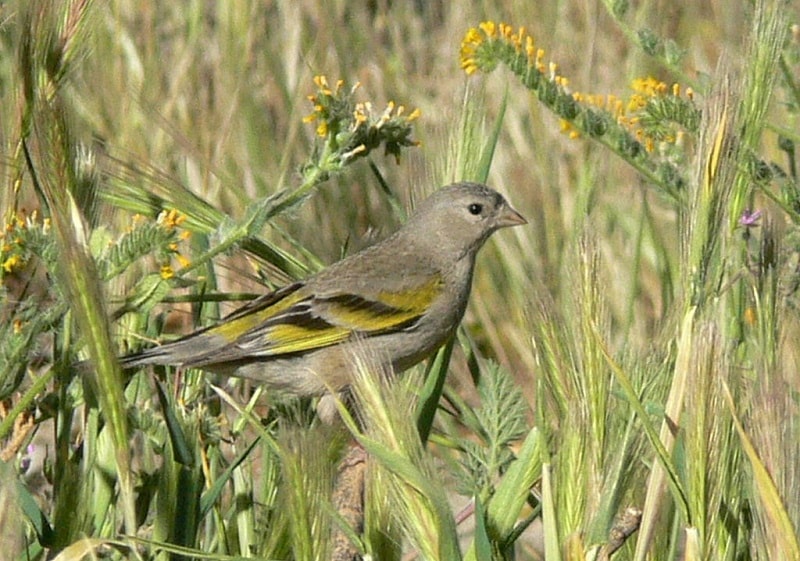 Lawrence's Goldfinch