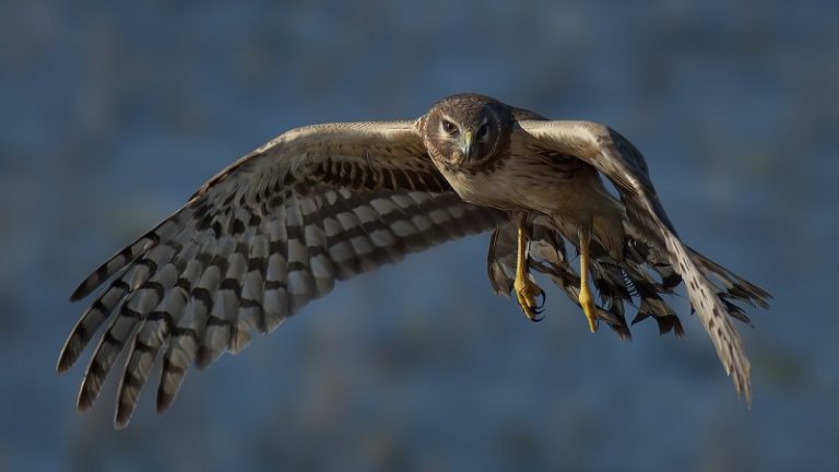 river hawk bird