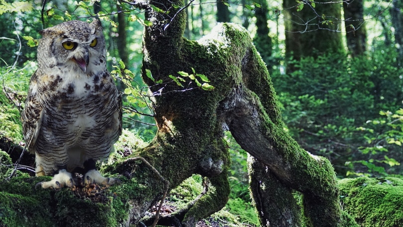 OWL_ suju-foto_Pixabay