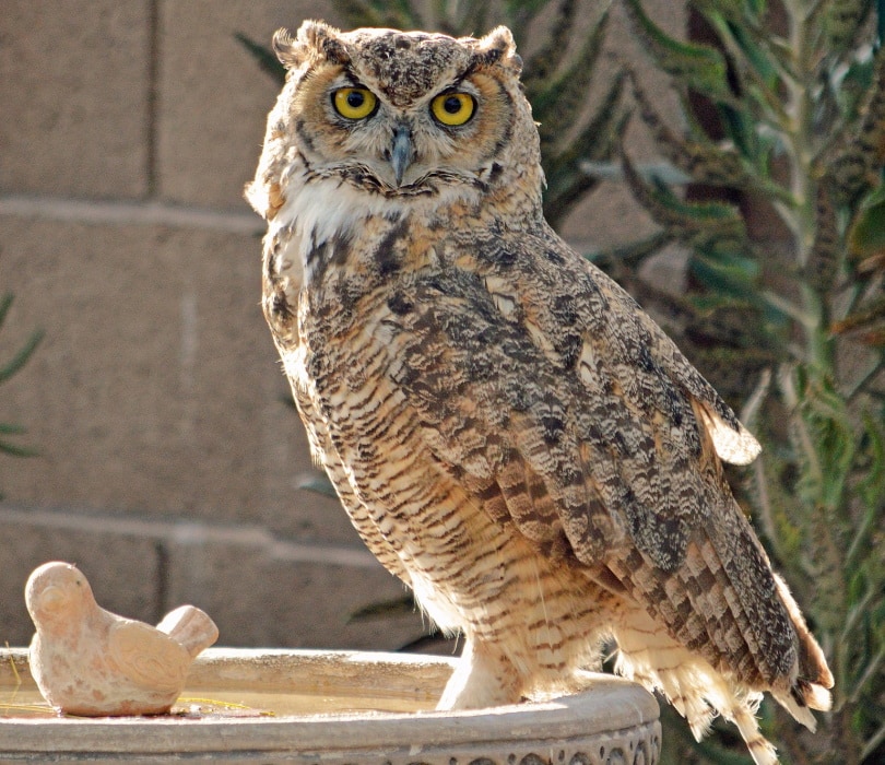 Why Do Owls Bob Their Heads? 6 Reasons for This Behavior Optics Mag
