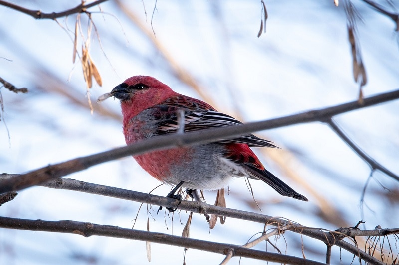 Pine Grosbeak