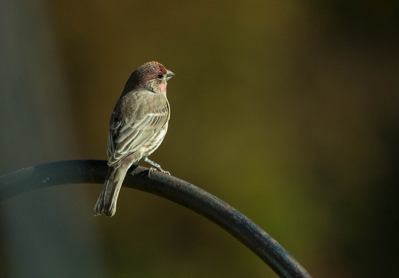 What Is New Hampshire’s State Bird? How Was It Decided? Optics Mag