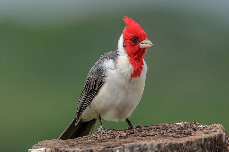 10 Species Of Cardinal Birds In 2024 (With Pictures & Info) - Optics Mag