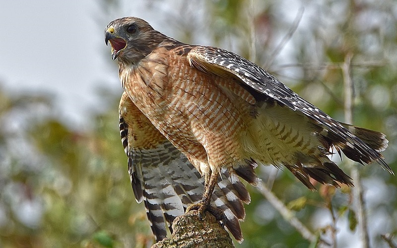 14 Species of Hawks in Texas (With Pictures & Info) Optics Mag