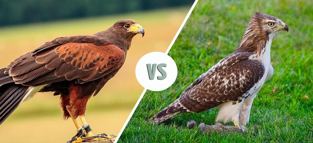 Red-Shouldered vs Red-Tailed Hawk