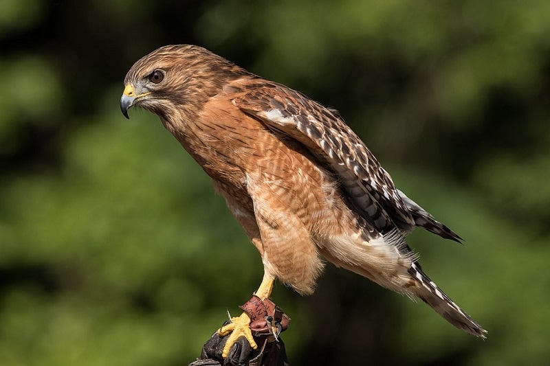 15 Species of Hawks in Arizona (with Pictures & Info) - Optics Mag