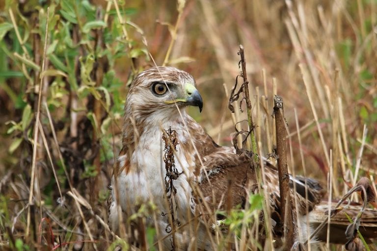 Male vs. Female Redtailed Hawks Spotting the Differences Optics Mag