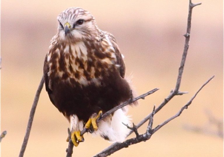 8 Species of Hawks in Michigan (With Pictures & Info) Optics Mag