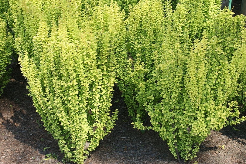 Shrubs_Arek982_Wikimedia