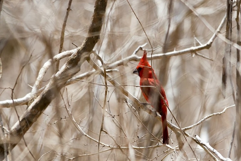 Vermilion Cardinal