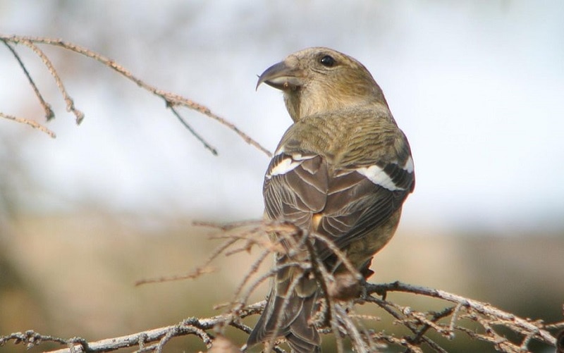 White–winged Crossbill