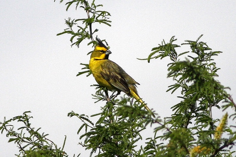 Yellow Cardinal