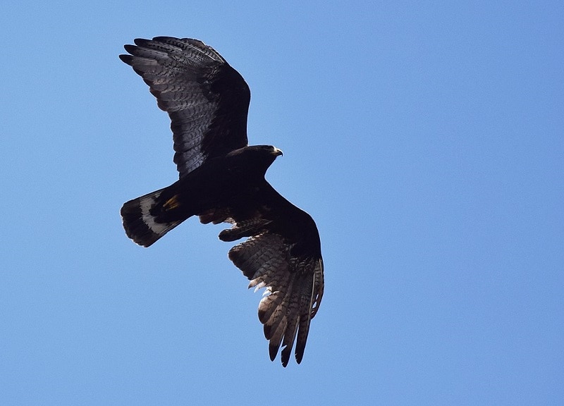 Zone-tailed Hawk