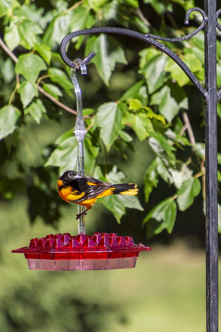 baltimore oriole and feeder