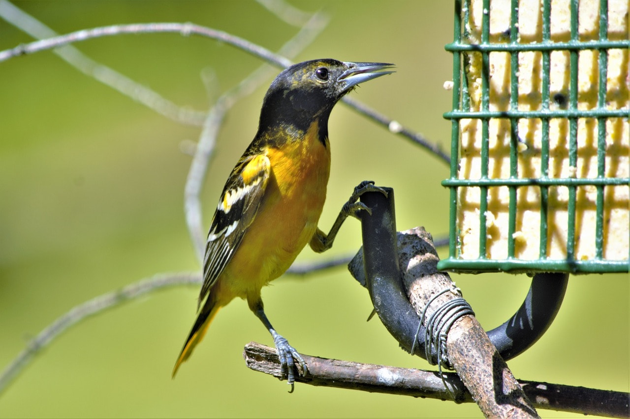 baltimore oriole close up