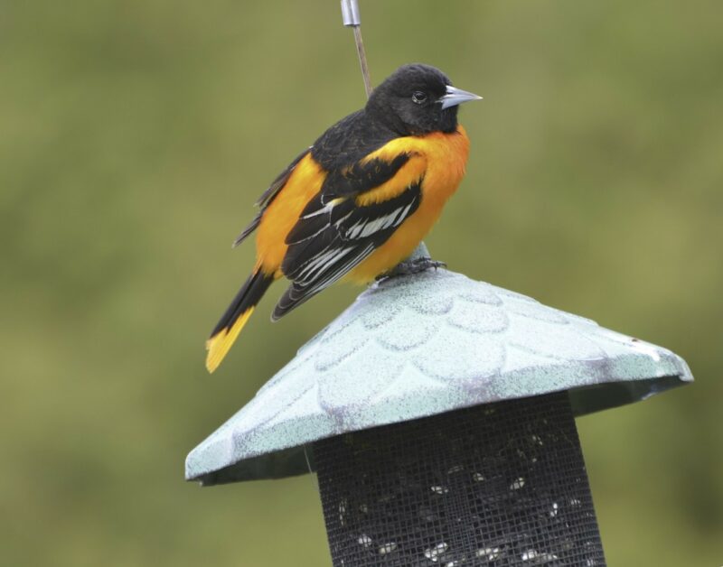baltimore oriole