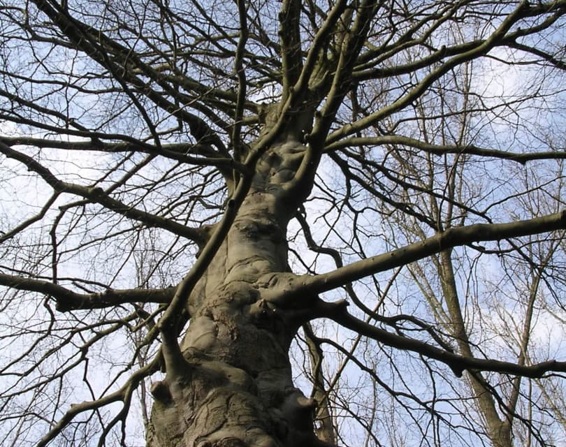 bare bramches_Piqsels