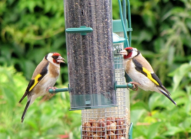 bird feeders fet._File Upload Bot_Wikimedia