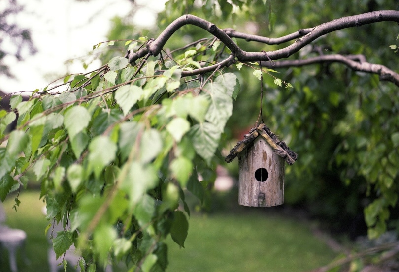 Do Birds Like Hanging Bird Houses? Are They the Best Option? Optics Mag