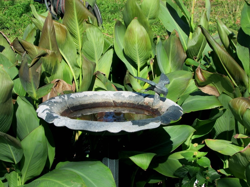 birdbath