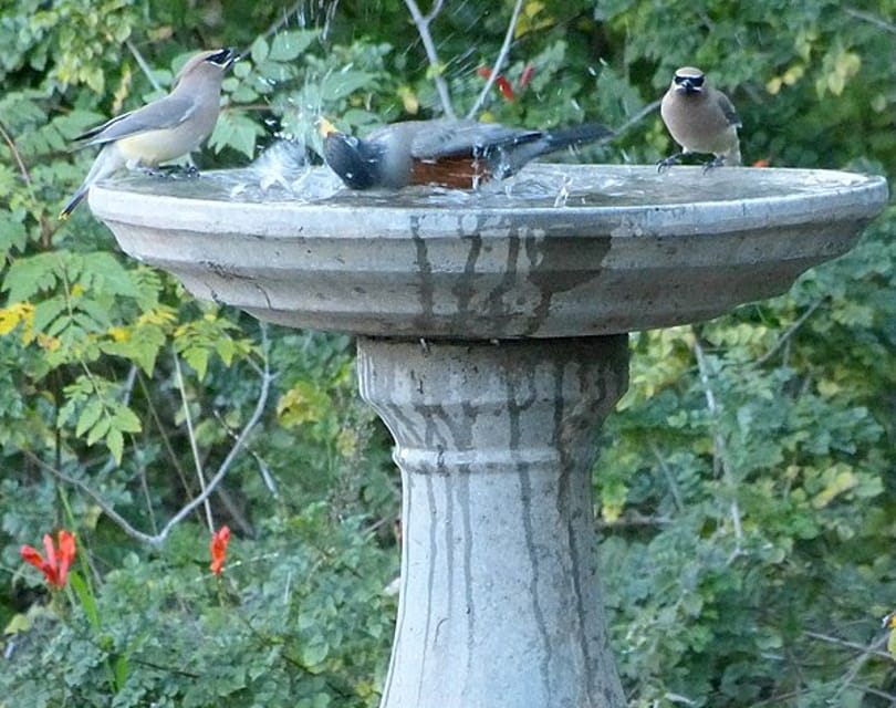 birdbath_Rudolphous_Wikimedia