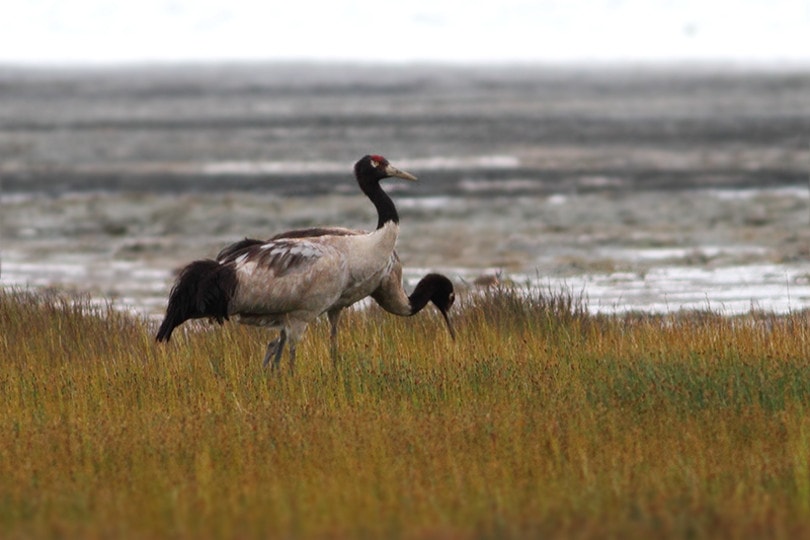 black nacked crane_Dibyendu Ash_Wikimedia