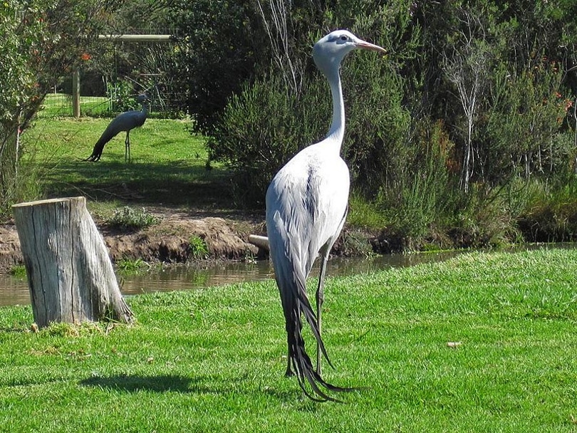 15 Types of Crane Bird Species in 2024 (With Pictures) Optics Mag