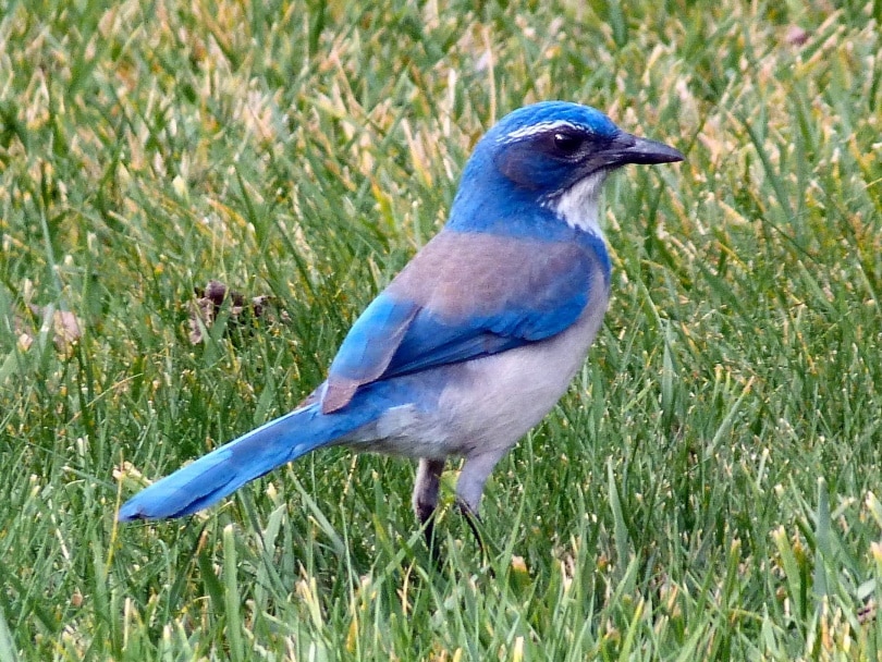 bluebird fet. image_Piqsels