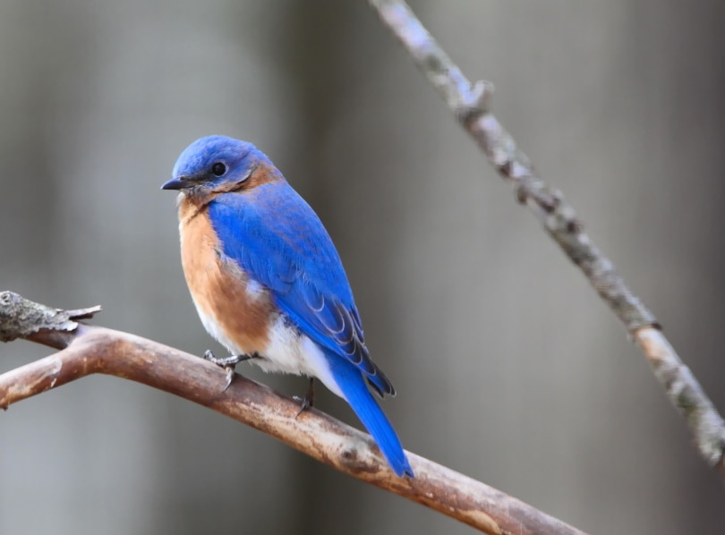 bluebird_Naturelady_Pixabay