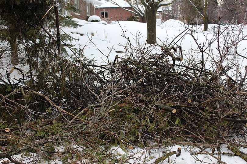 brush pile_Mindmatrix_Wikimedia