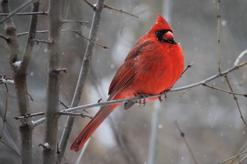 cardinals_Piqsels