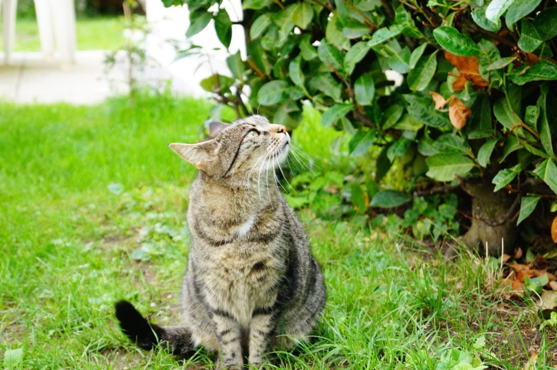 cat in garden_Piqsels