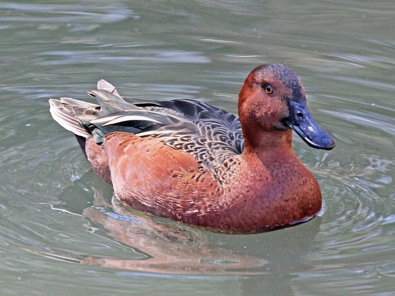 cinnamon teal_DickDaniels_Wikimedia