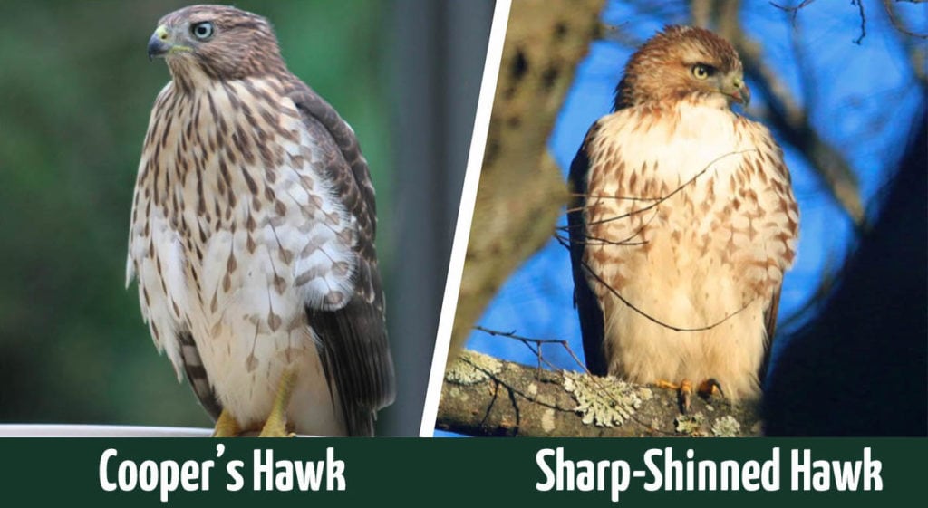 cooper's vs sharp shinned hawk header