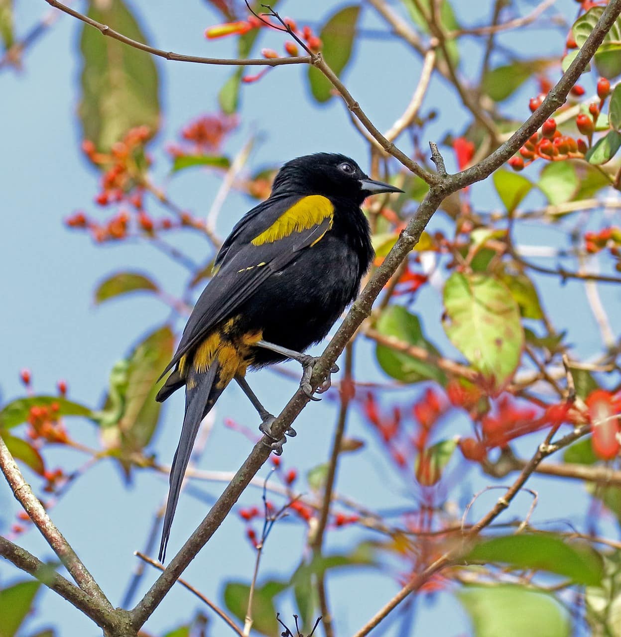 cuban oriole