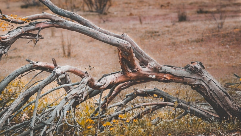 dead trees_Piqsels
