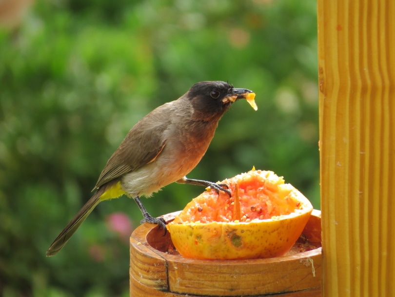 fruit feeder_Piqsels