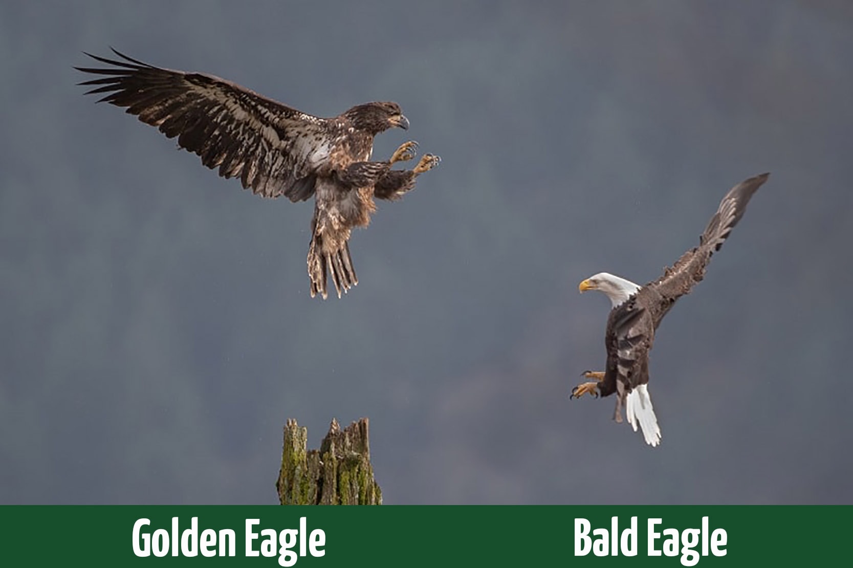 Golden Eagle vs. Bald Eagle: What’s the Difference? - Optics Mag