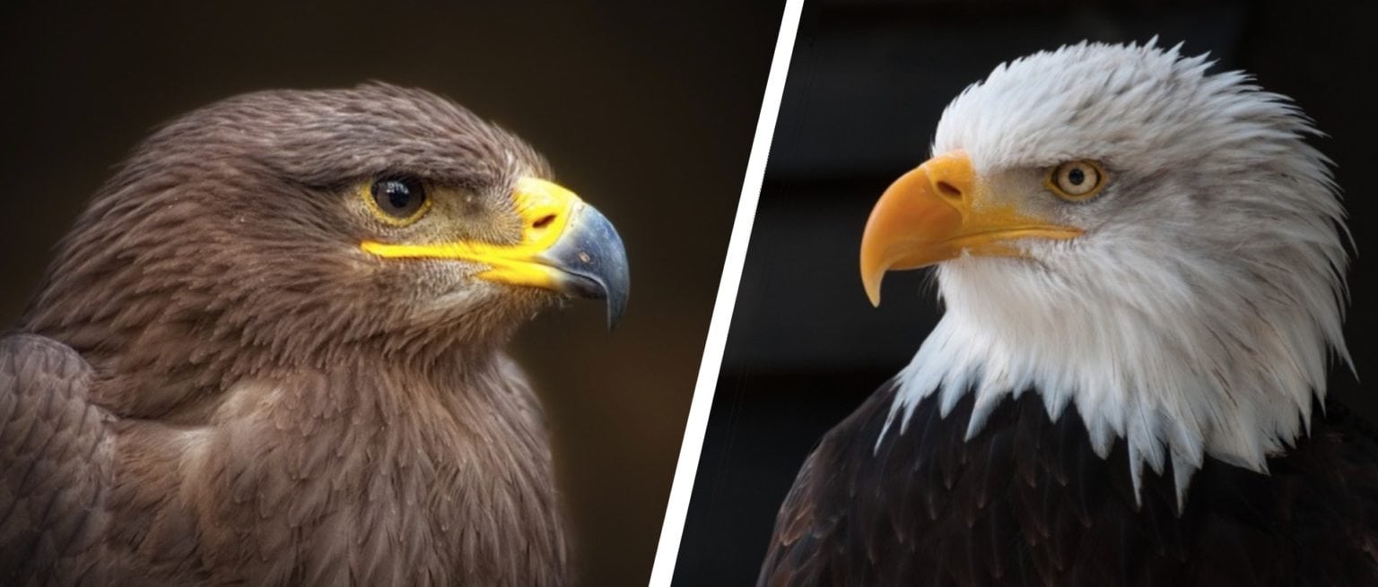 which is better diptrace vs eagle