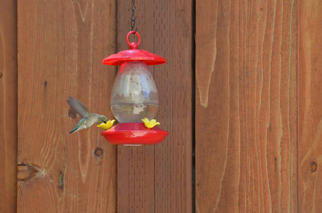 9 Proven Ways to Keep Ants OUT of Hummingbird Feeders (2024) Optics Mag