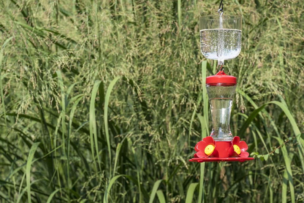 ants in hummingbird feeder        <h3 class=
