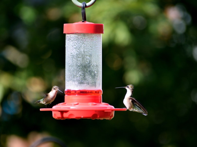 hummingbird feeder
