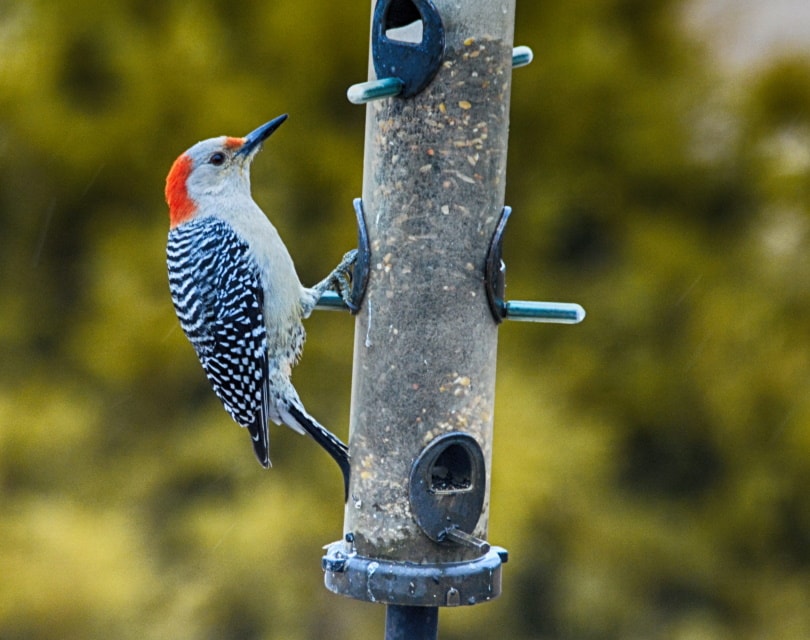 hummingbird feeder