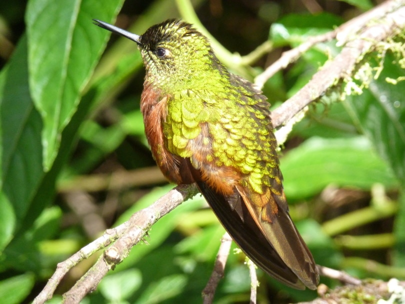 hummingbird featured_Piqsels