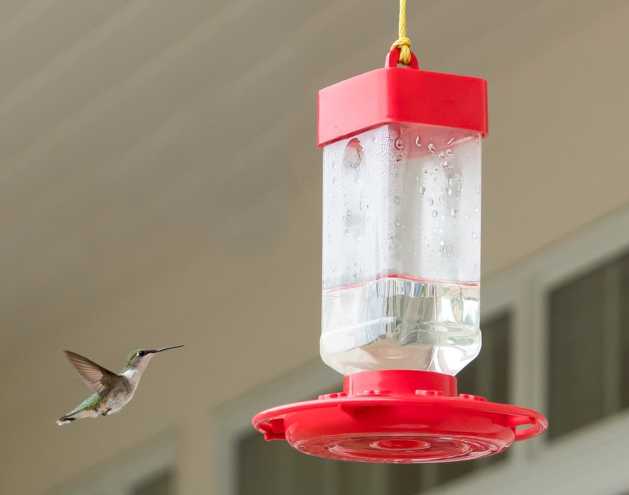 hummingbird feeder no bees