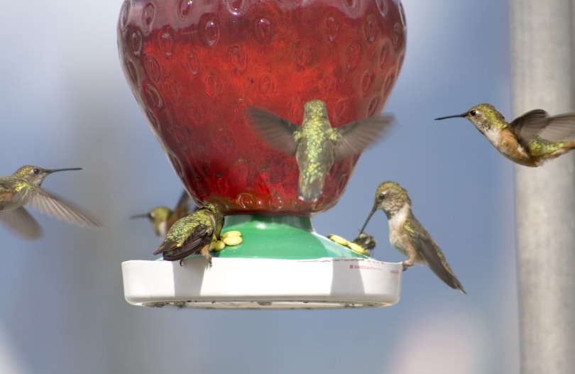 hummingbird nectar_Piqsels