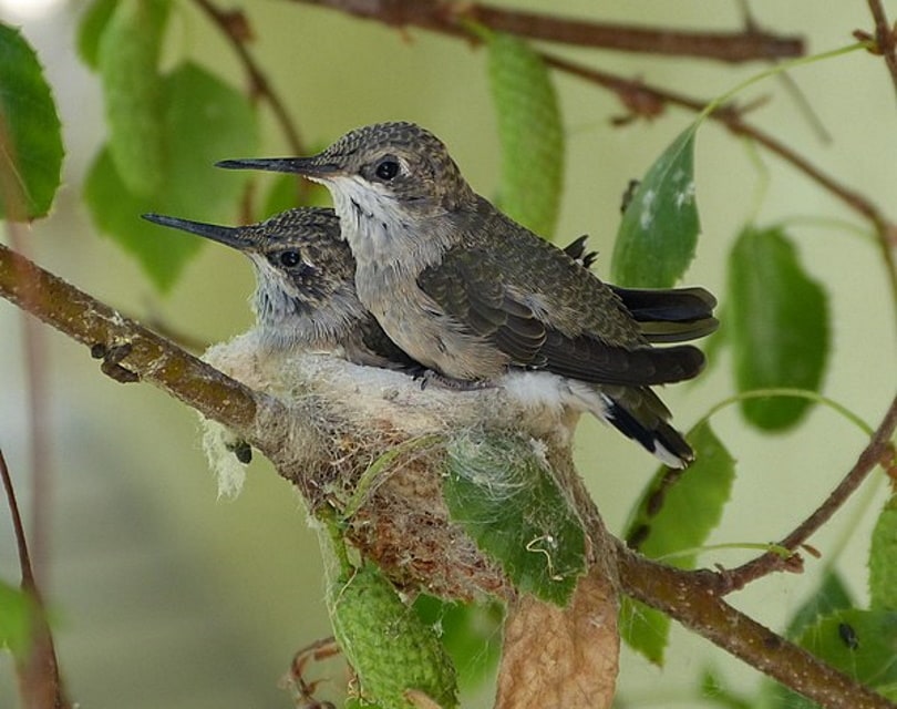 hummingbirds nest_Rudolphous_Wikimedia