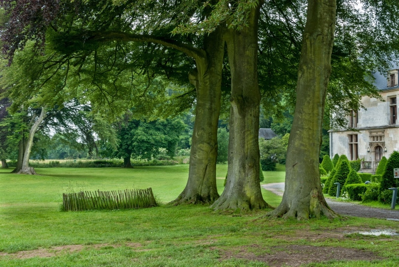 large trees_Piqsels